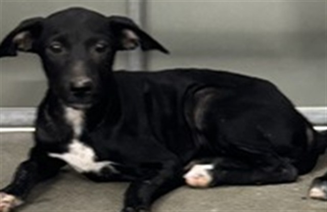 Adoptable Dog