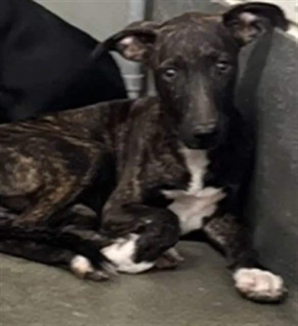 Adoptable Dog