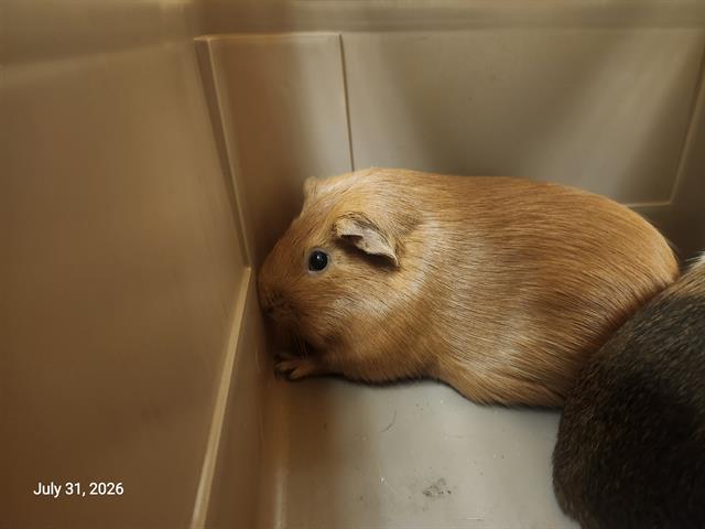 Caramel