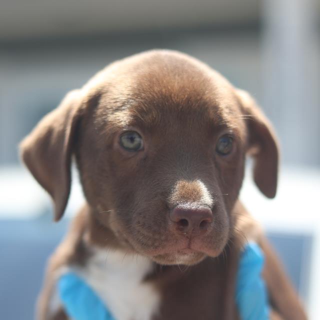 Maya