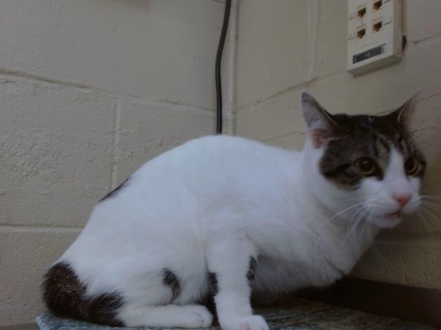Buckley