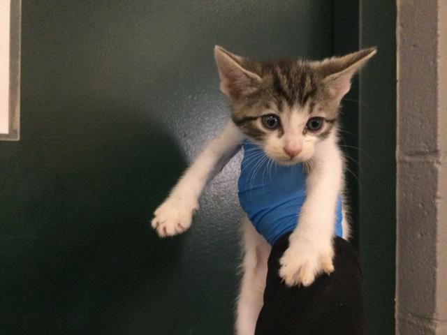 Adoptable Cat