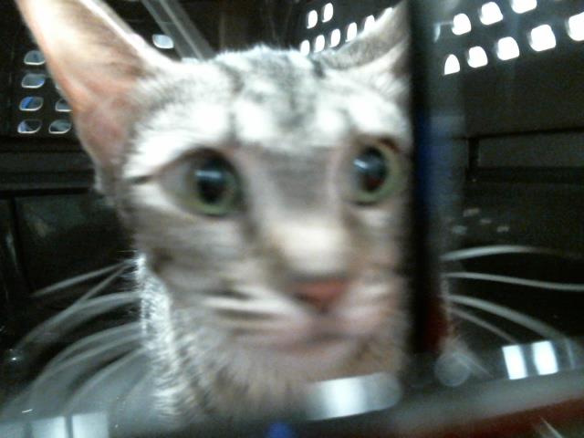 Adoptable Cat
