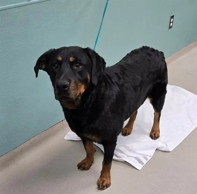 Adoptable Dog