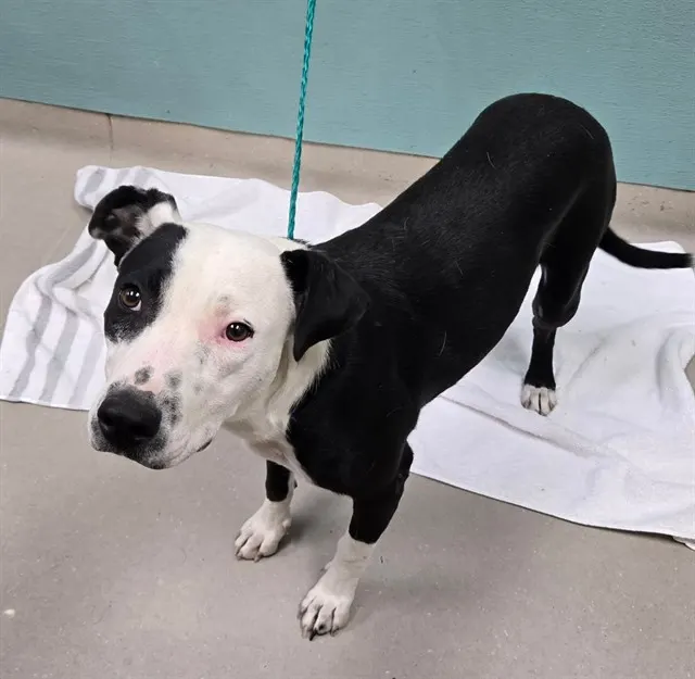 Adoptable Dog
