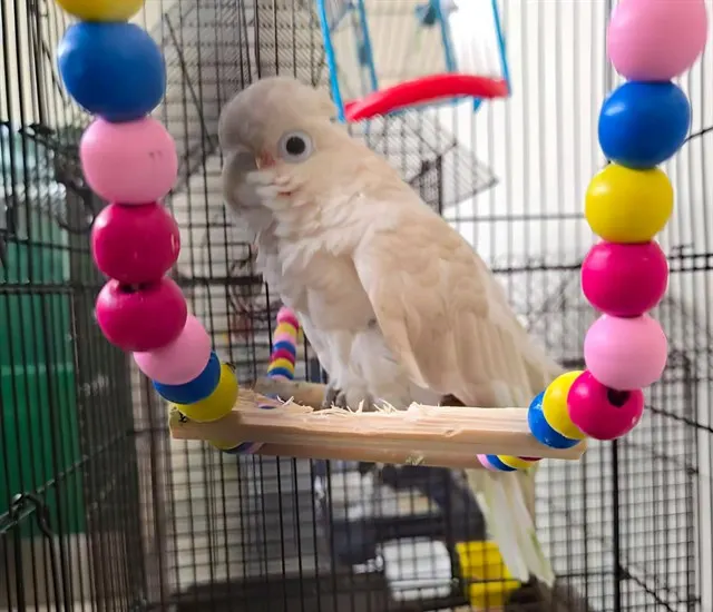 Adoptable Bird