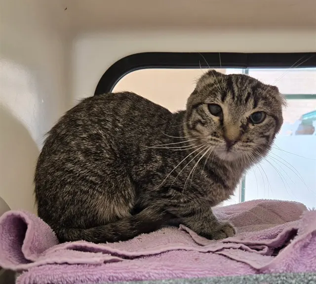 Adoptable Cat