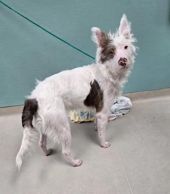 Adoptable Dog
