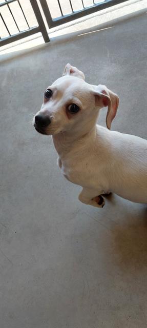 Pip