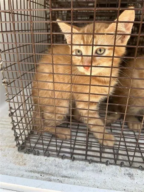Adoptable Cat