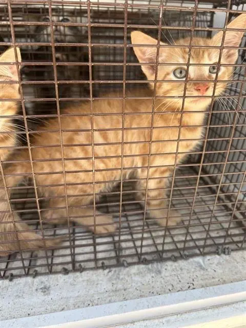 Adoptable Cat