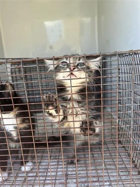 Adoptable Cat