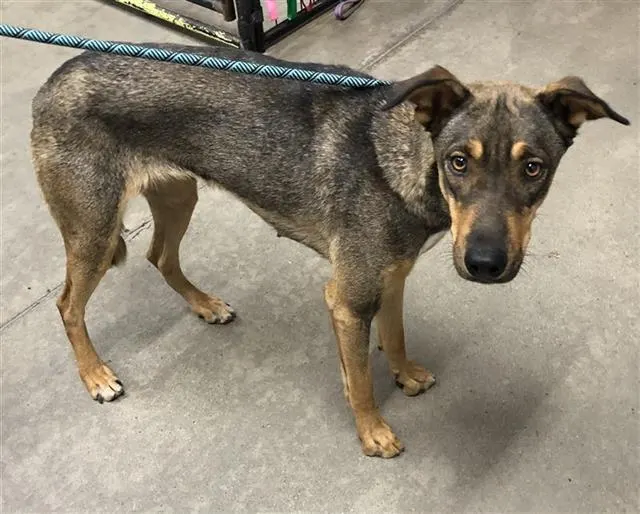 Adoptable Dog