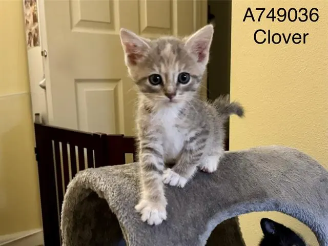 Clover