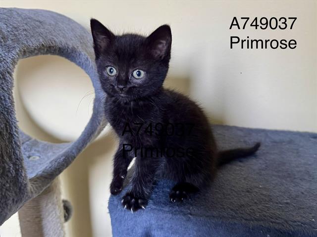 Primrose