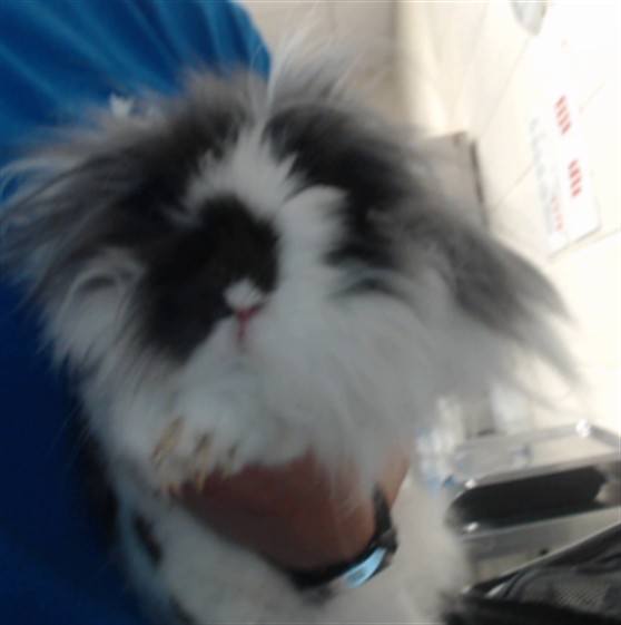 Bun Bun
