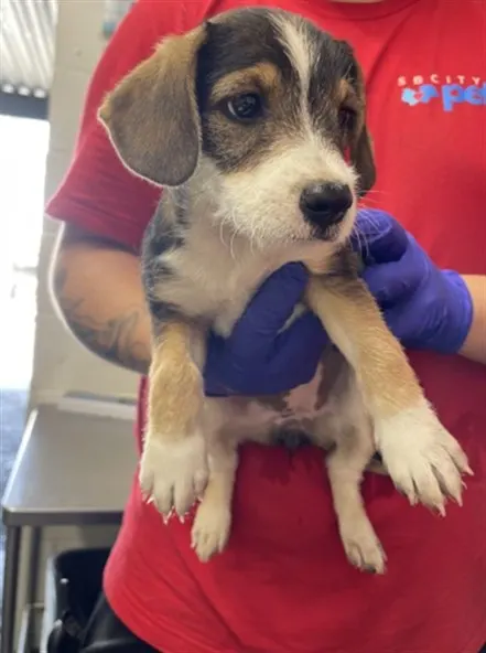 Adoptable Dog