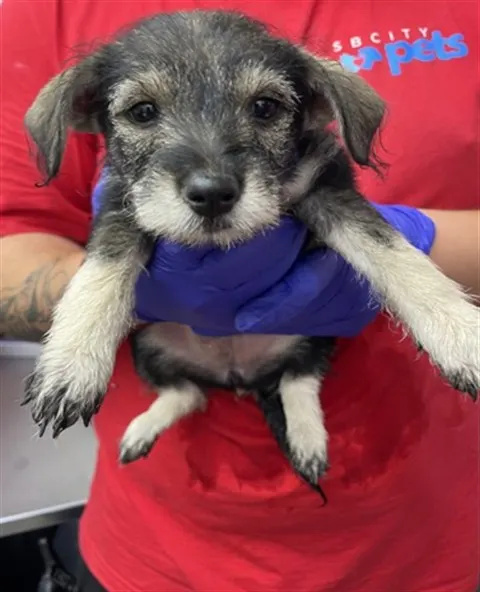 Adoptable Dog