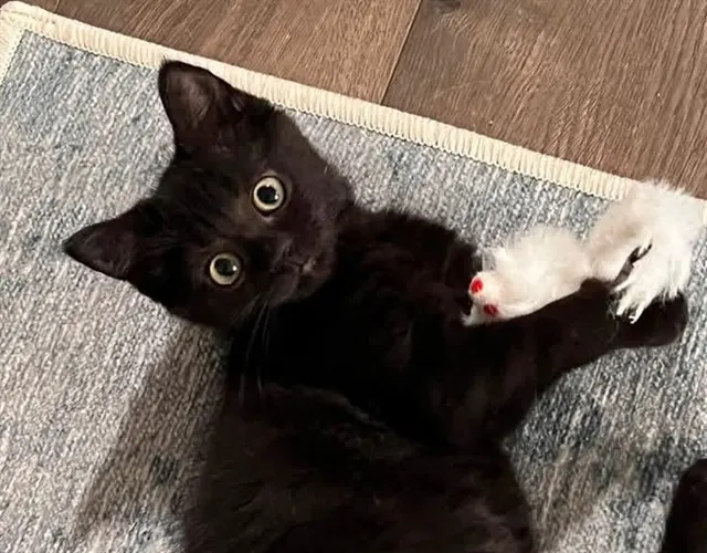 Lexie