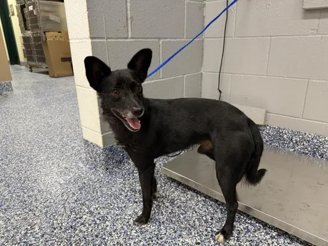 Adoptable Dog