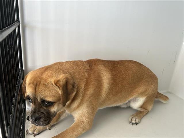 Adoptable Dog