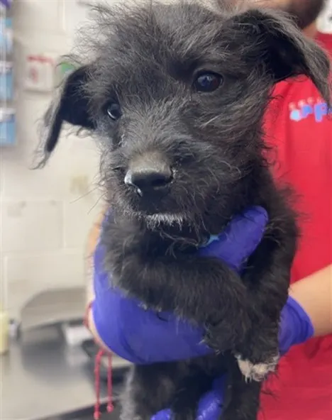 Adoptable Dog