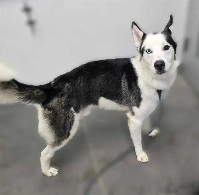Milo