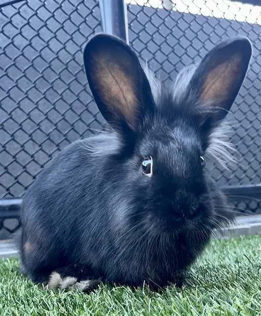 Sesame