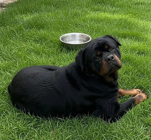 Ralph
