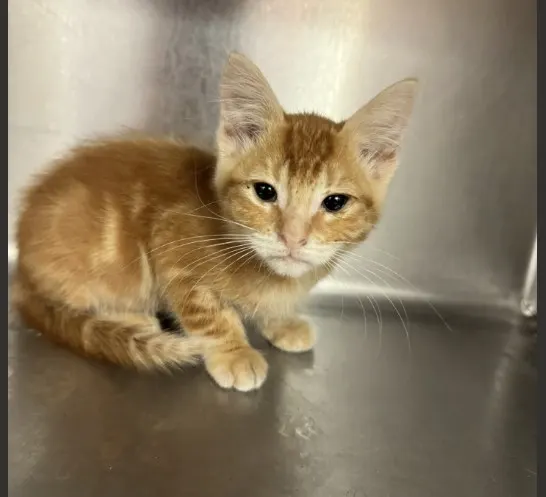 Adoptable Cat