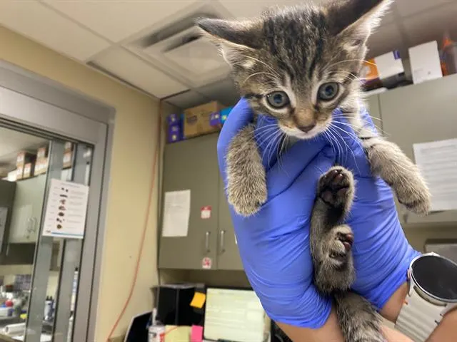 Adoptable Cat