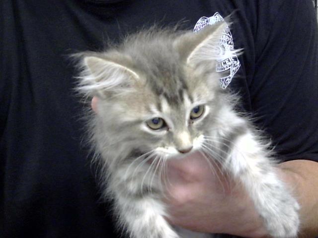 Adoptable Cat