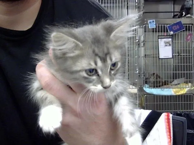 Adoptable Cat