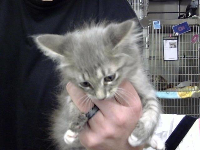 Adoptable Cat