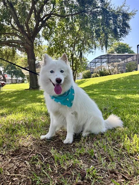 Nanook