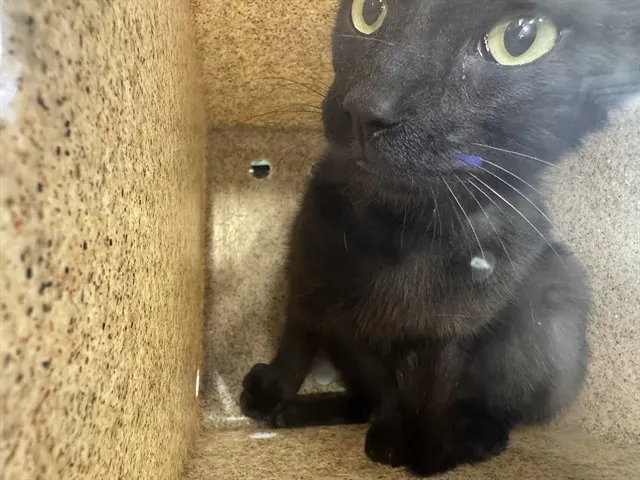 Onyx