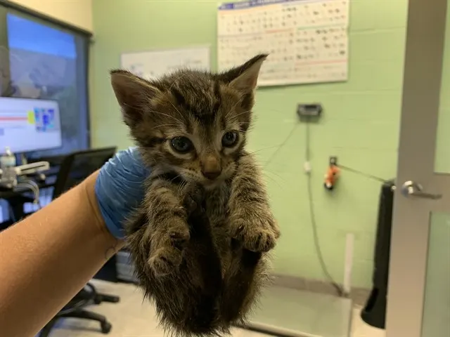 Adoptable Cat