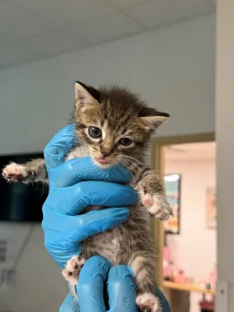 Adoptable Cat