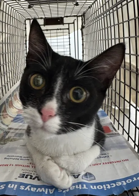 Adoptable Cat