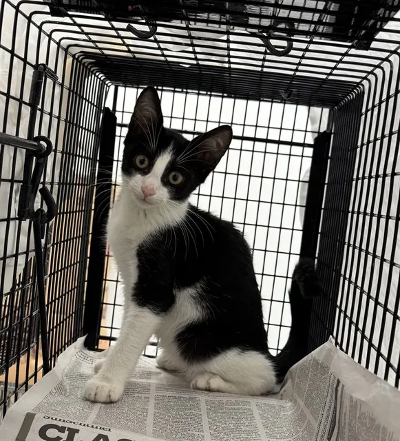 Adoptable Cat