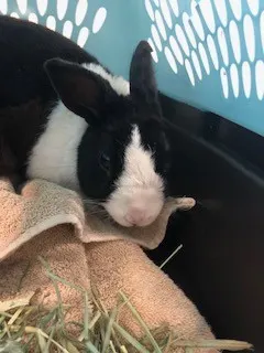 Benson