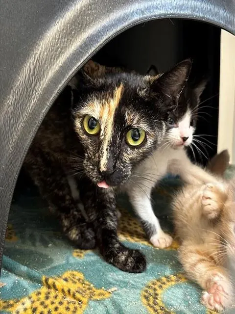 Adoptable Cat