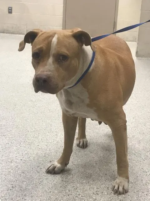Adoptable Dog