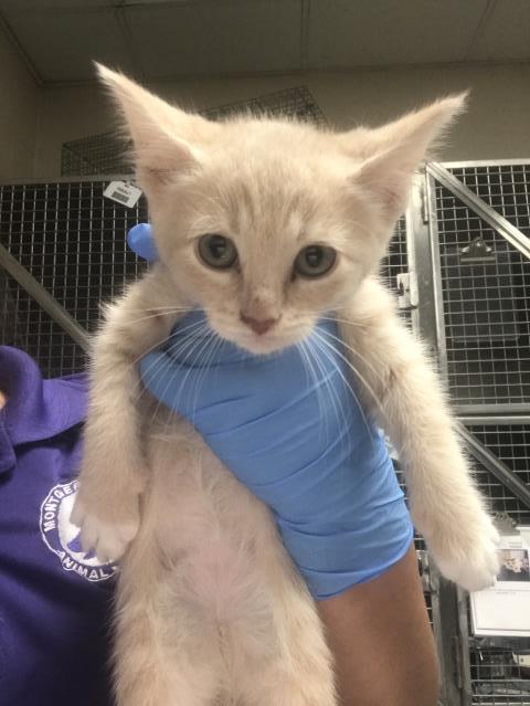 Adoptable Cat