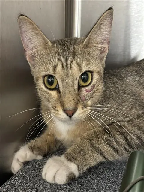Shelter Staff Named Me *Aurora