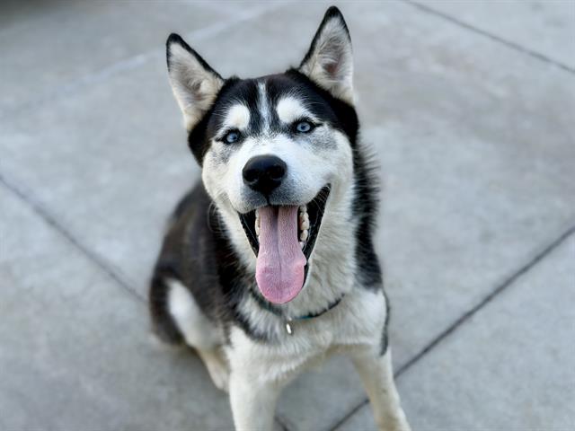 *Meeko