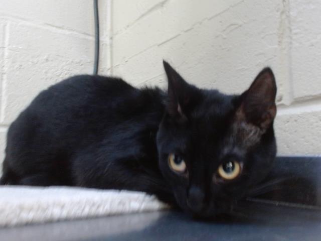 Tchalla