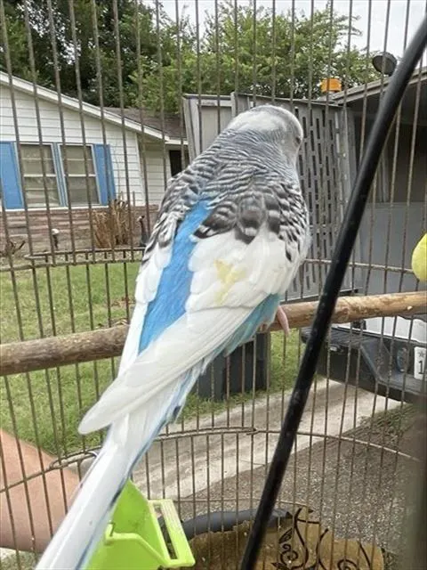 Adoptable Bird