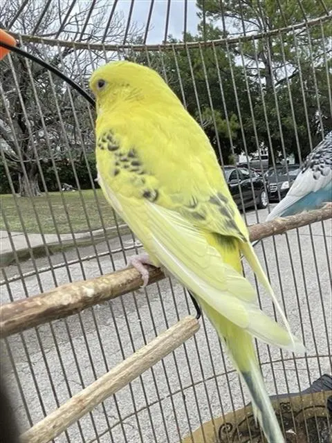 Adoptable Bird