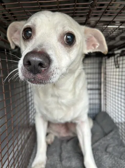 Adoptable Dog